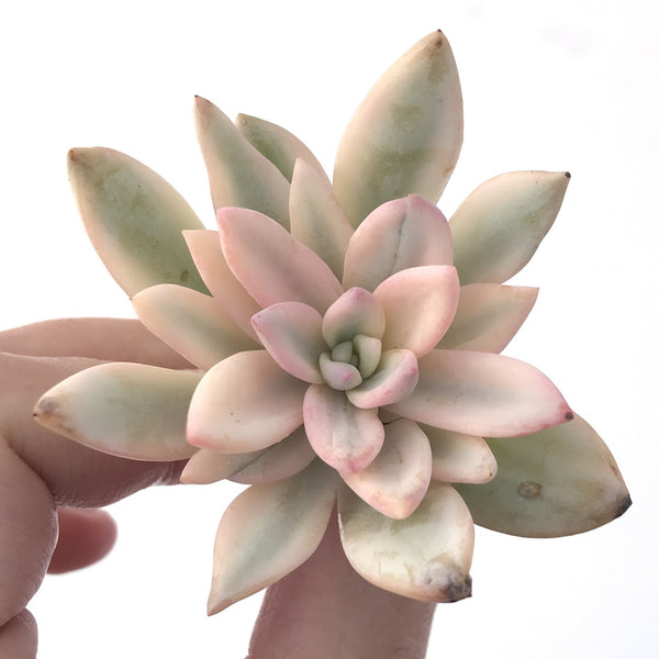 Pachyveria 'Simonoasa' Highly Variegated 2"-3" Succulent Plant