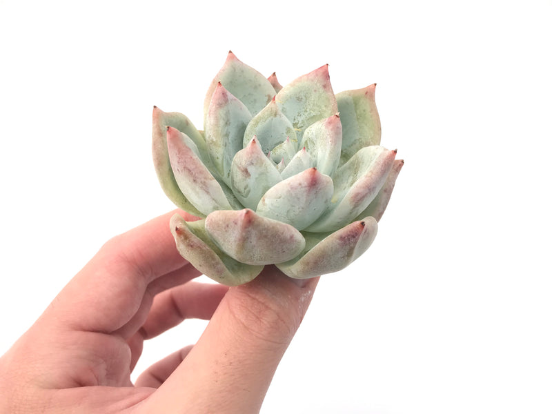 Echeveria 'Colorata' 2”-3” Powdery Succulent Plant