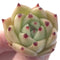 Echeveria Agavoides 'Ilina' 1" New Hybrid Small Succulent Plant