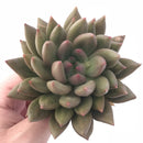 Echeveria Agavoides ‘Gold light’ 4” Rare Succulent Plant