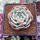 Echeveria 'Ariel' 2" Succulent Plant