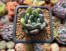 Pachyveria 'Walth' Variegated 2" Rare Succulent Plant