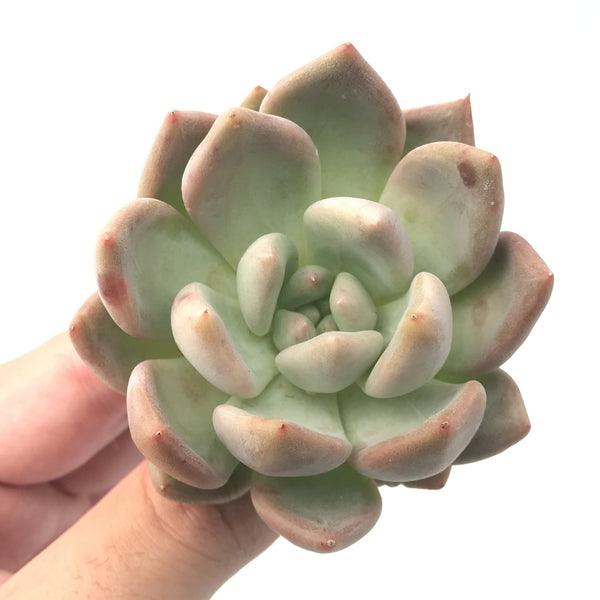 Echeveria sp. 3" Rare Succulent Plant