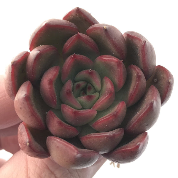 Echeveria Agavoides 'Red Bell' 2" New Hybrid Succulent Plant