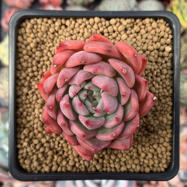 Echeveria sp. 2"-3" Succulent Plant