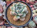 Pachyveria 'Fröbel' 5" Succulent Plant