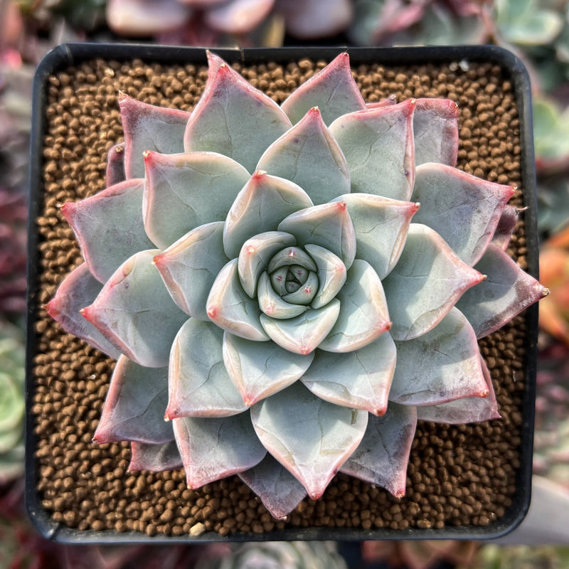 Echeveria 'Anchez Mejoradae' 2"-3" Seed-grown Succulent Plant