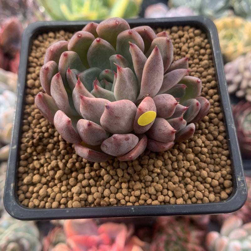 Echeveria Agavoides 'Magic Plot' 2" Succulent Plant