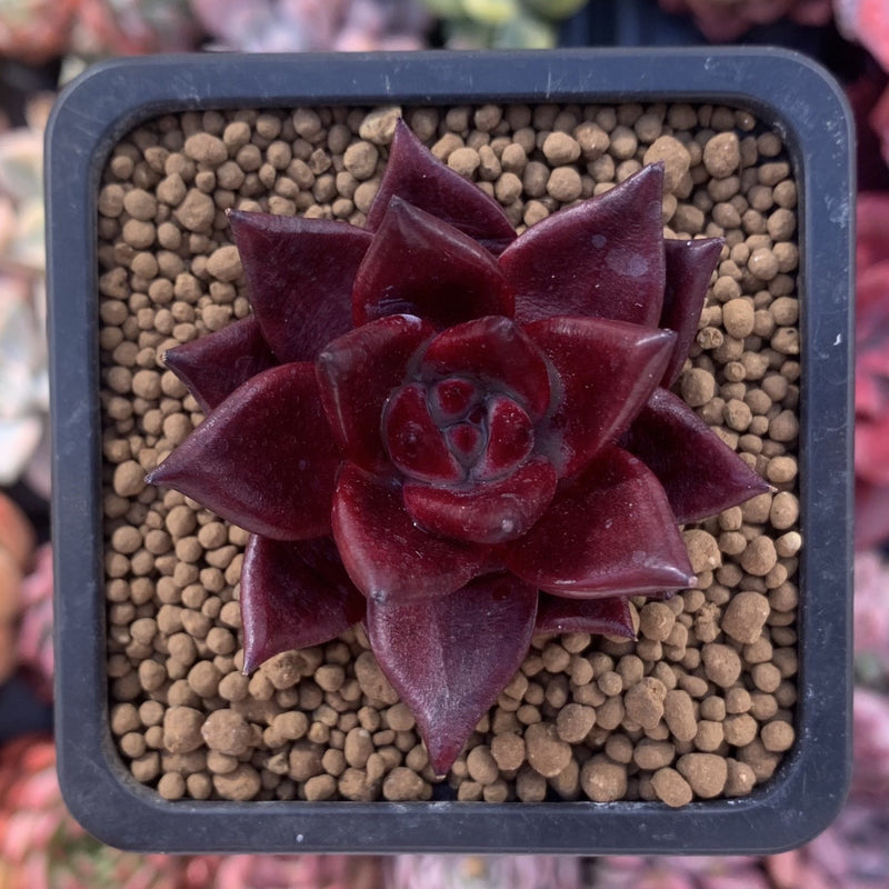 Echeveria Agavoides 'Red Rubin' 1"-2" Succulent Plant