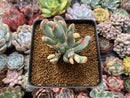 Cotyledon 'Orbiculata' Variegated 4" Succulent Plant