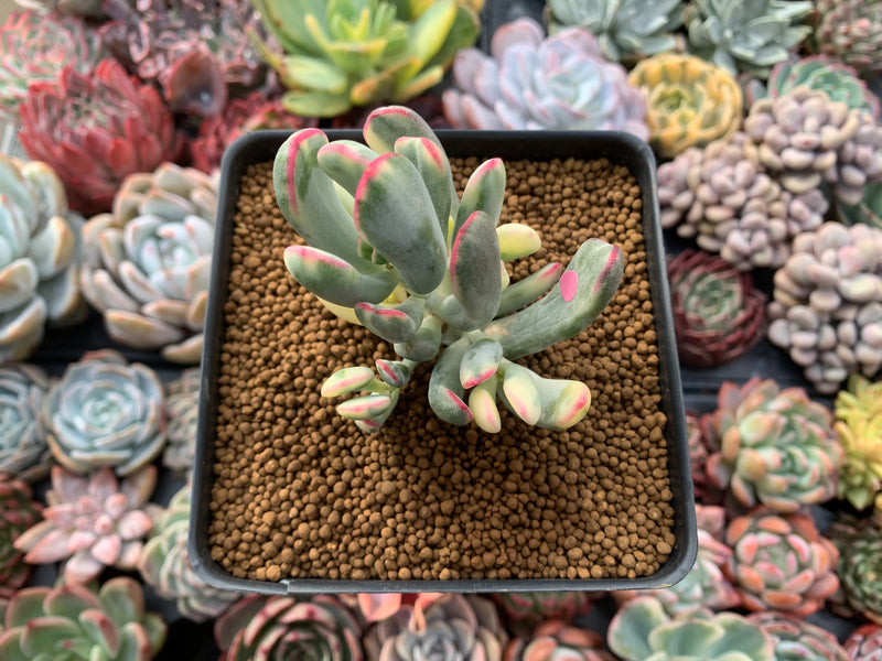 Cotyledon 'Orbiculata' Variegated 4" Succulent Plant