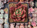 Echeveria Agavoides 'Chapote' 3"-4" Succulent Plant