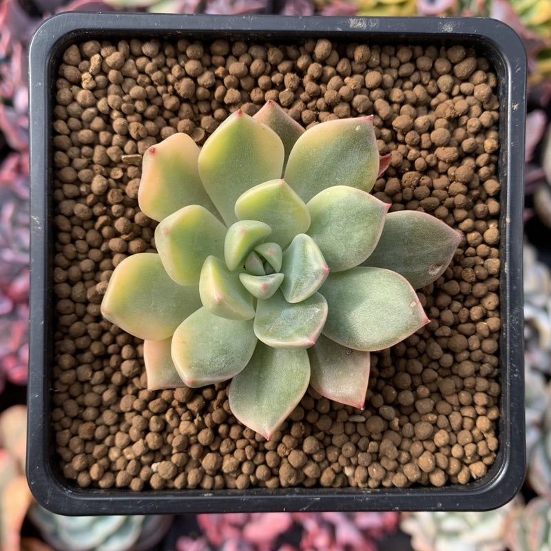 Graptoveria 'Pretty in Pink' Variegated 2" Succulent Plant