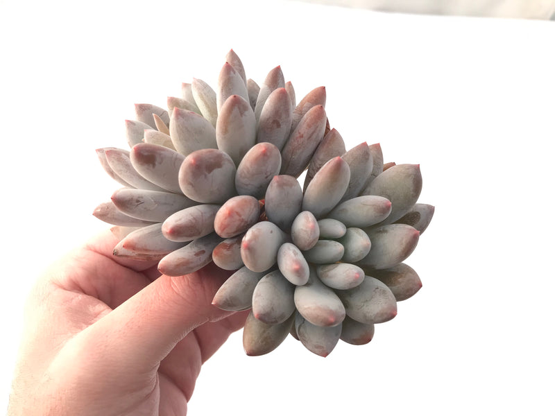 Pachyphytum 'Snow Flower' 5" Succulent Plant