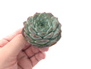 Echeveria 'Helena' Hybrid 2"-3" Powdery Succulent Plant