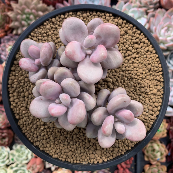 Graptopetalum 'Amethystinum' 4" Cluster Succulent Plant