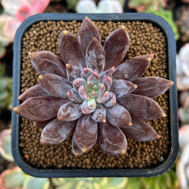 Echeveria Craigiana 2" Succulent Plant