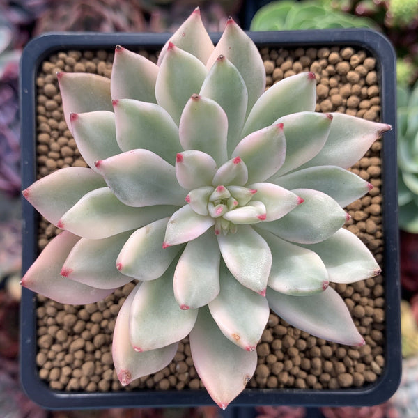 Echeveria 'Green Emerald' Variegated 3” Succulent Plant