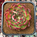 Echeveria sp.3"-4" Succulent Plant