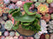 Euphorbia 'Leucodendron' Crested 5" Succulent Plant