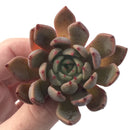 Echeveria Agavoides 'Magic Plot' 2" Succulent Plant