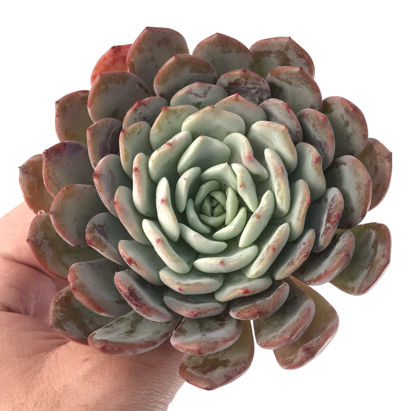 Echeveria 'Raffine' 3"-4" Powdery Succulent Plant