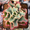 Echeveria 'Aquarius' 2"-3" Succulent Plant