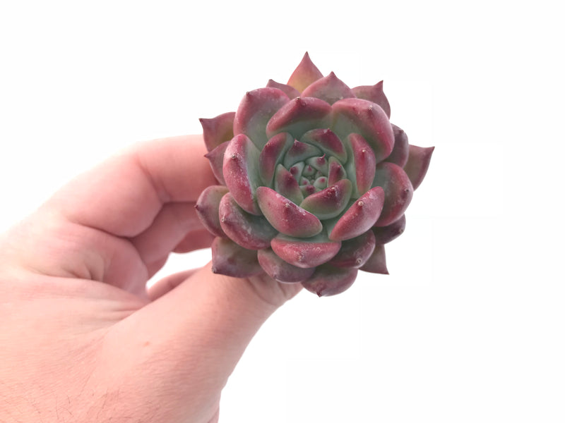 Echeveria Gold Peach 2” Rare Succulent Plant