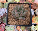 Pachyveria 'Angels Finger' 1" Succulent Plant