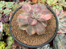 Graptopetalum 'Purple Delight' Variegated 4" Succulent Plant