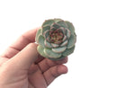 Echeveria 'Red Velvet 1"-2" Succulent Plant