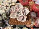 Graptopetalum 'Bainesii' Special Variegation 2" Succulent Plant