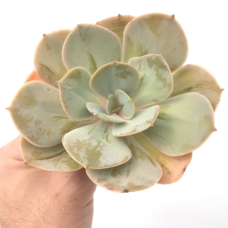 Echeveria 'SlimeBall' 5" Large Succulent Plant