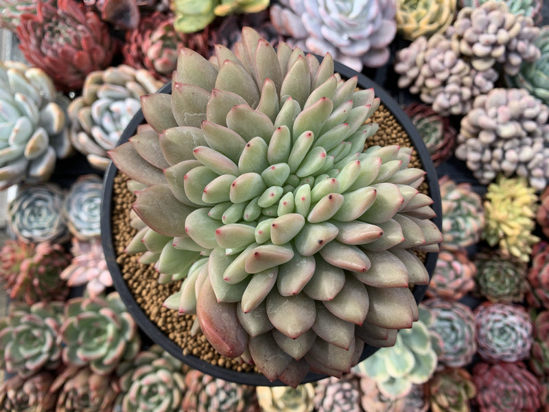 Echeveria 'Ariel' Crested 6"+ Very Large Succulent Plant