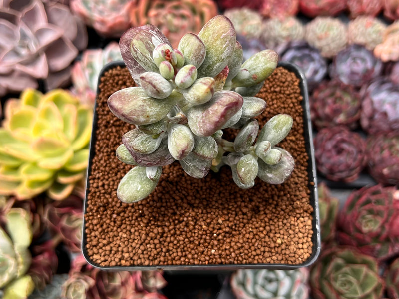 Cotyleydon Orbiculata Var. 'Hoppi' Variegated 3" Cluster Succulent Plant