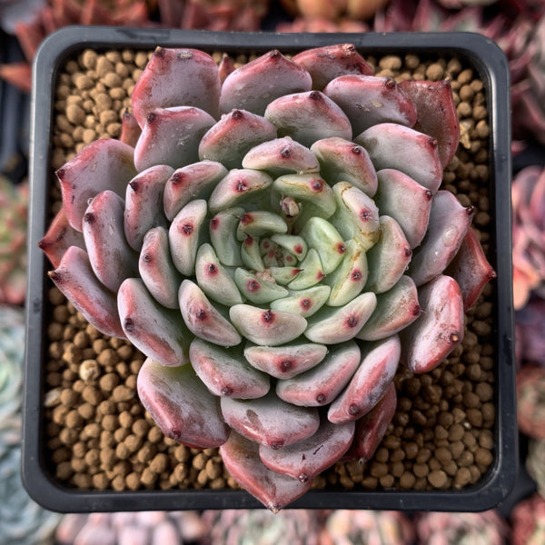 Echeveria 'Jackal' 2"-3" Powdery Succulent Plant