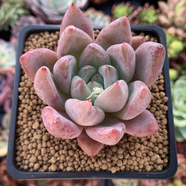 Echeveria 'Pena' 2"-3" Succulent Plant