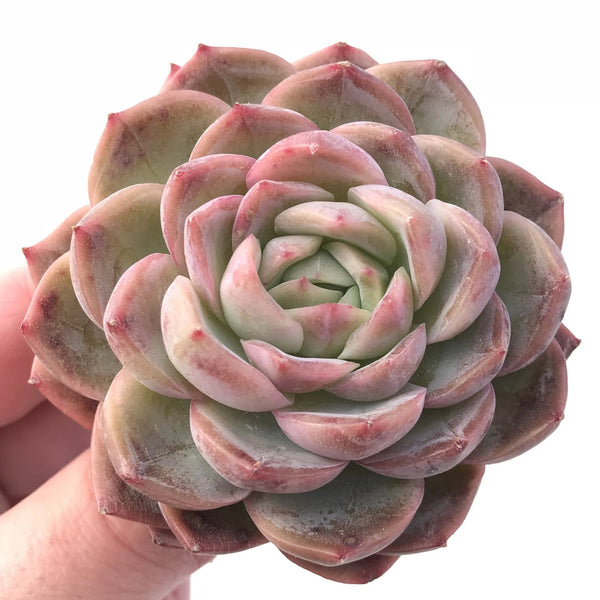 Echeveria Hybrid 2”-3" Rare Succulent Plant