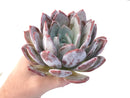 Echeveria 'Ivory' 7"-8" Extra Large Powdery Succulent Plant