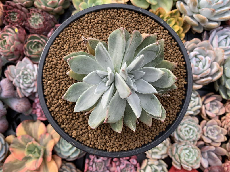 Dudleya 'Farinosa' 5" Powdery Succulent Plant