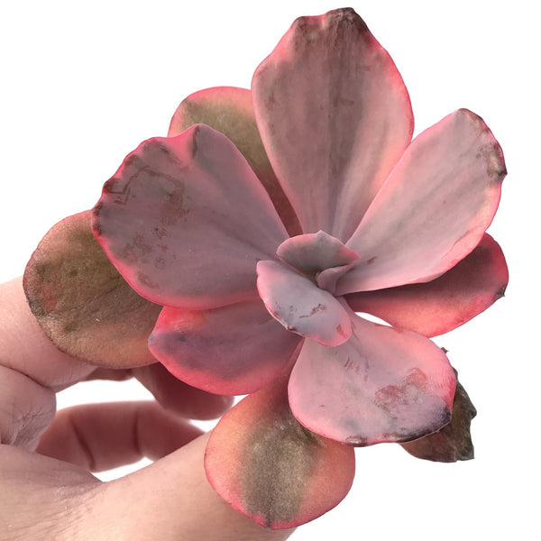 Echeveria 'Angel Wing' Variegated 3” Rare Succulent Plant