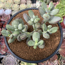 Cotyleydon Orbiculata Var. 'Hoppi' Variegated 4" Cluster Succulent Plant