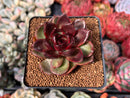 Echeveria 'Apothic Red' 2" New Hybrid Succulent Plant