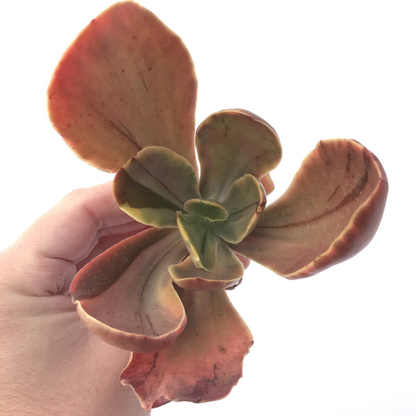 Echeveria 'Fimbriata' Variegated AKA 'Fasciculata' 4"-5" Succulent Plant