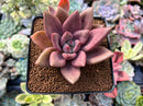 Graptoveria 'Ruby Donna' 3" Succulent Plant