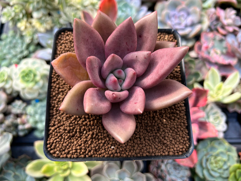 Graptoveria 'Ruby Donna' 3" Succulent Plant