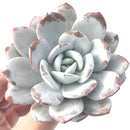 Echeveria 'Laui' 4"-5" Powdery Succulent Plant