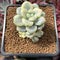 Sedum 'Clavatum' Variegated 2" Succulent Plant