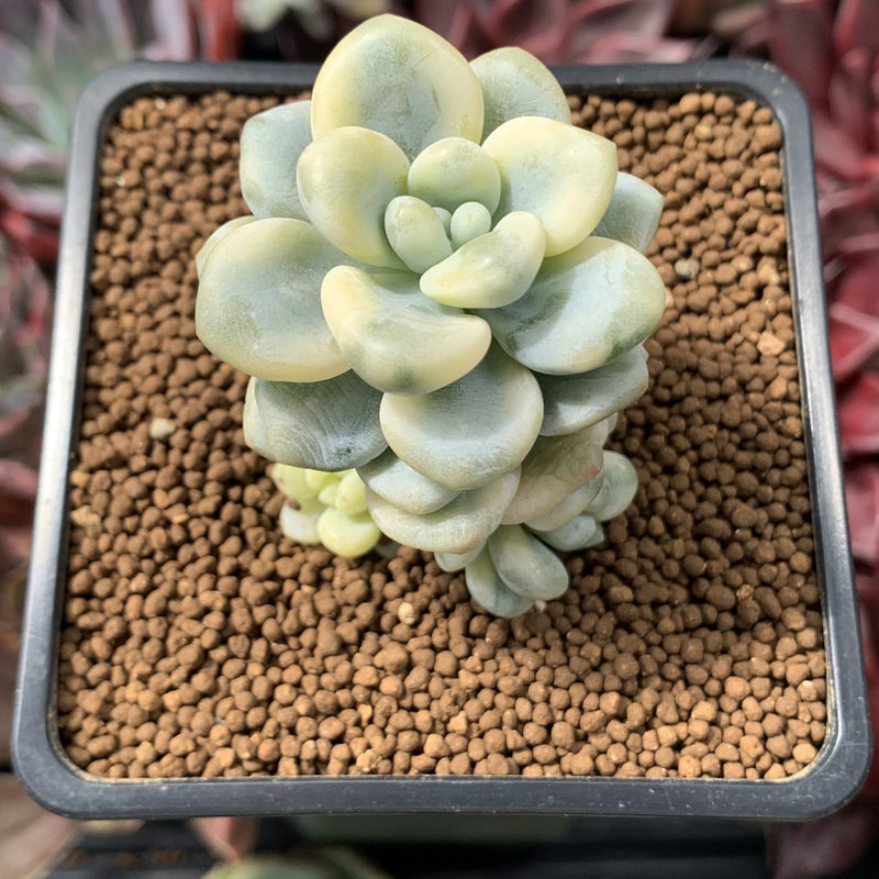 Sedum 'Clavatum' Variegated 2" Succulent Plant