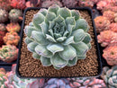 Echeveria 'Hearts Choice' 3" Succulent Plant